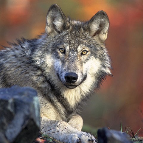 wildlife ectourism wolf bears greece